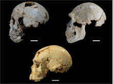 Atapuerca: el Misterio de la evolucion humana